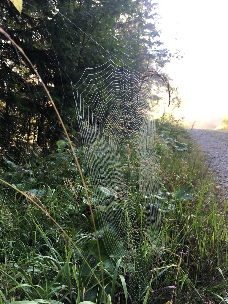 25.08.2017 Tau im Spinnennetz