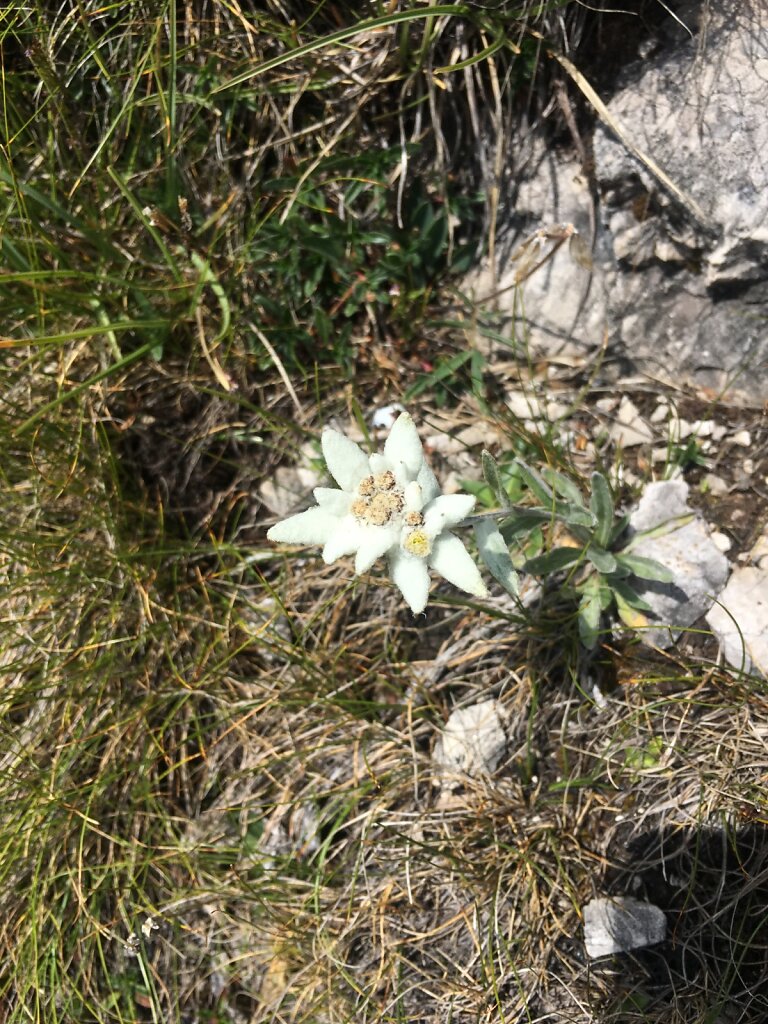 12.08.2018 Schönheiten am Wegesrand