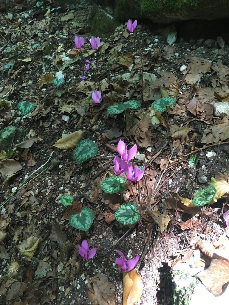 20.08.2018 Blumen ohne Ende