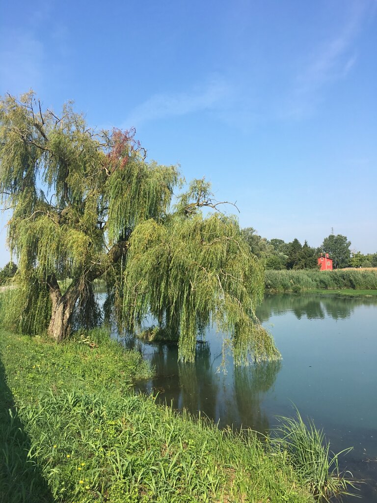 23.08.2018 An der Sile kurz vor Jesolo