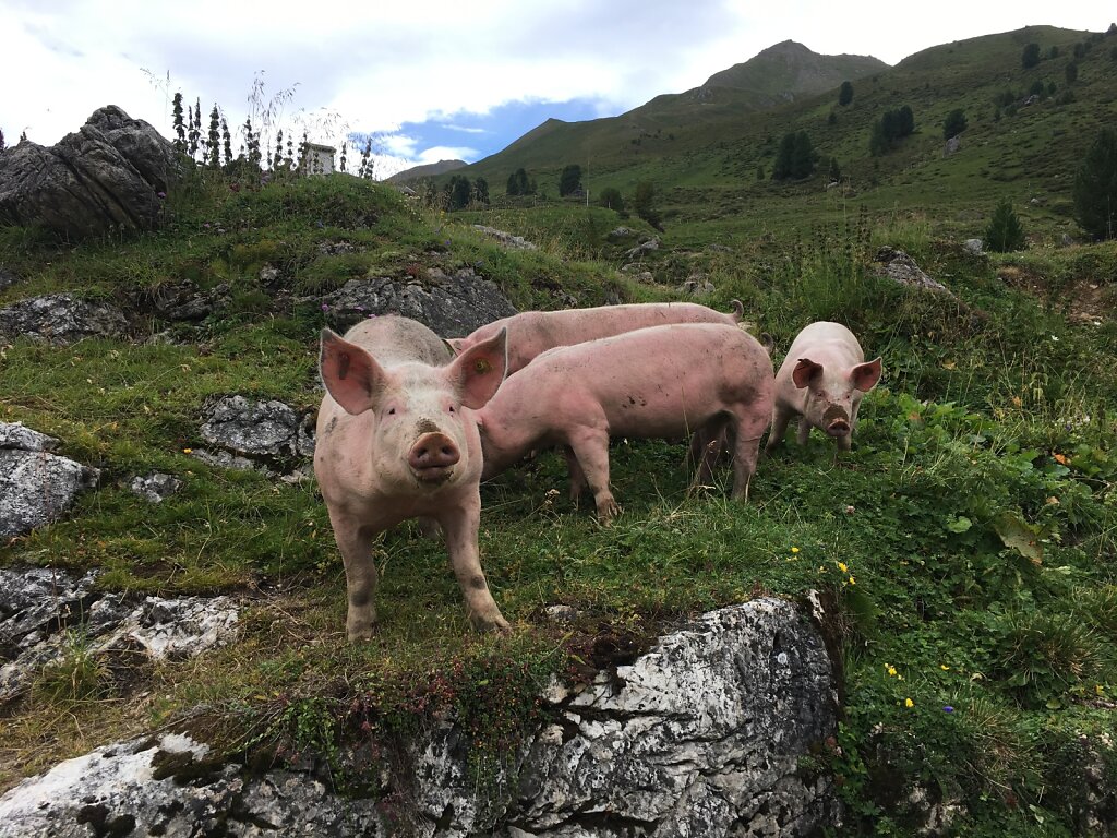 07.08.2018 Schweinereien am Wegesrand