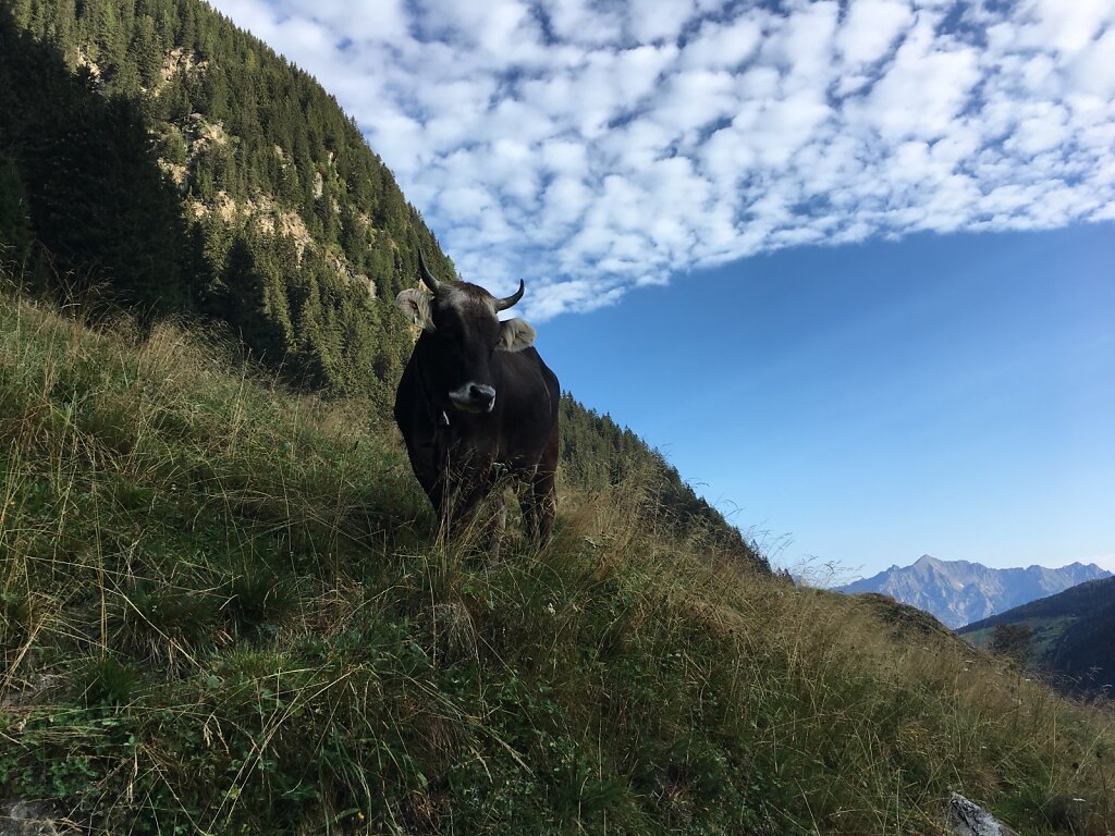 07.08.2018 Tierische Begleitung