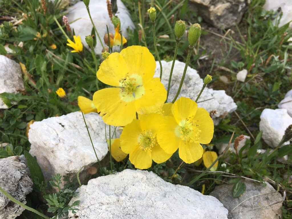 17.08.2018 Die Blumen wandeln sich