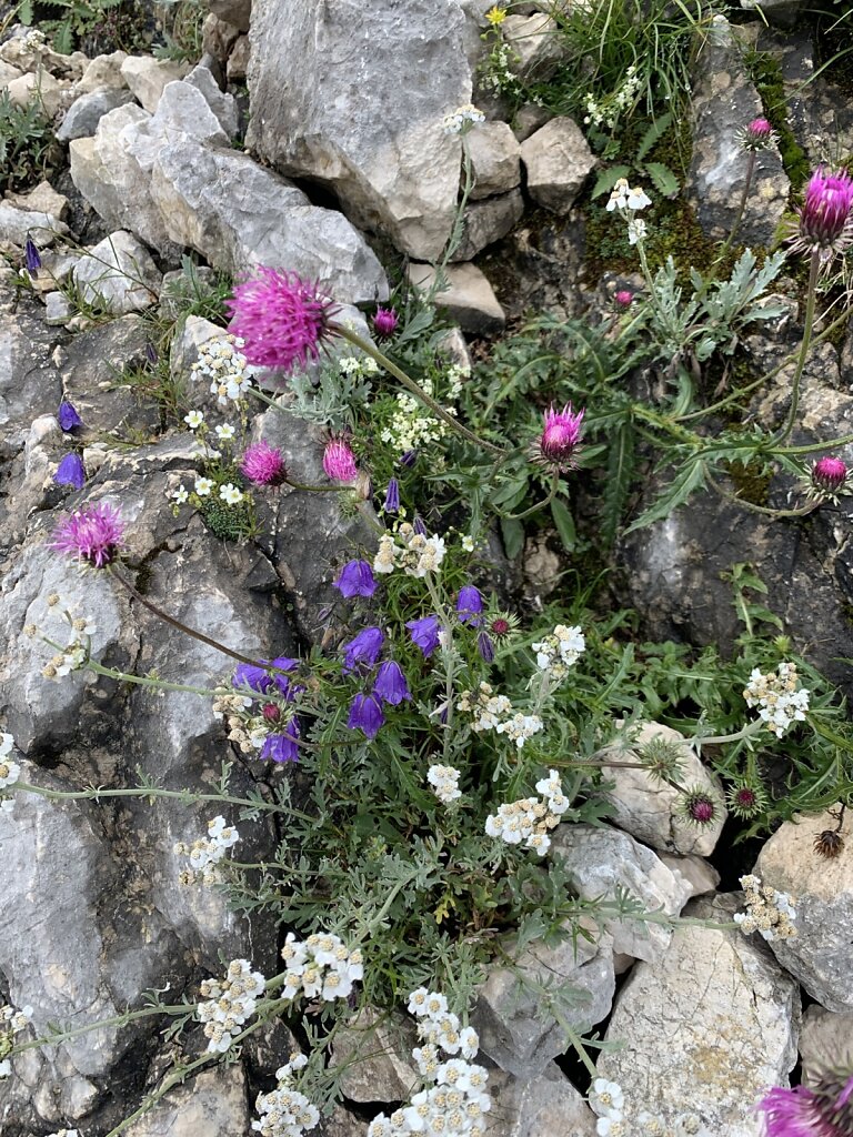 04.08.2021 Buntes im Grauen