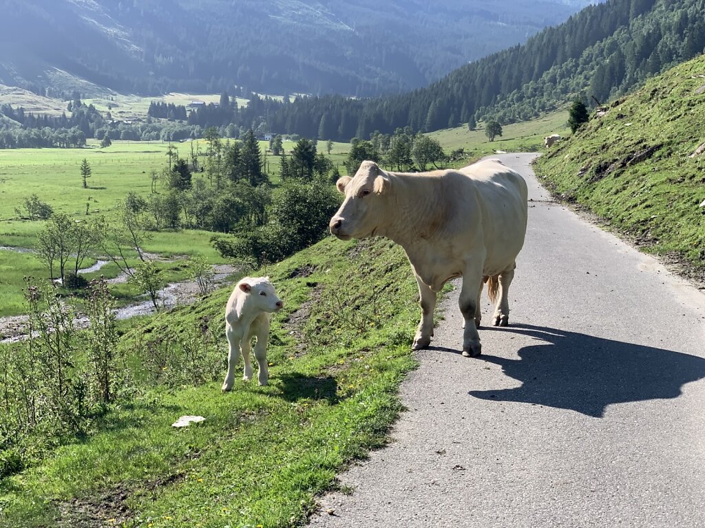 11.08.2021 Tierische Begegnung