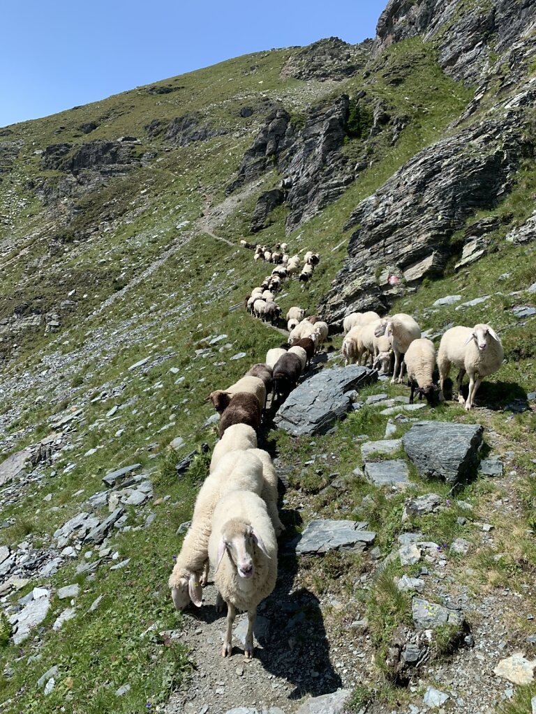 14.08.2021 Der Schaffänger von der Kreuzeckgruppe? :-D