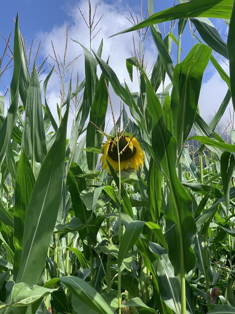 18.08.2021 Im Maisfeld verlaufen?