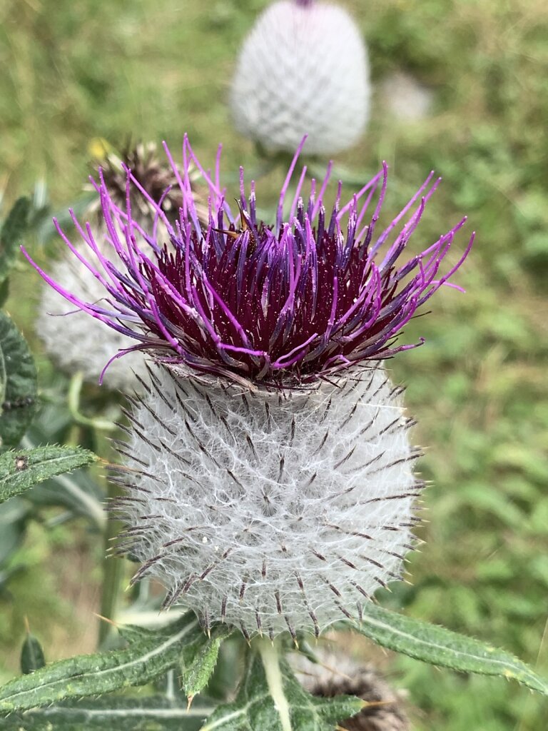 19.08.2021 Blumenschönheit