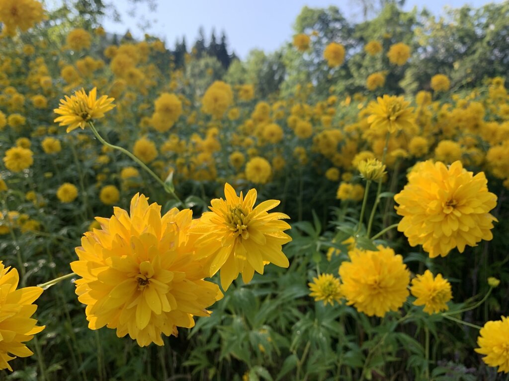 21.08.2021 Gelbes Blumenmeer