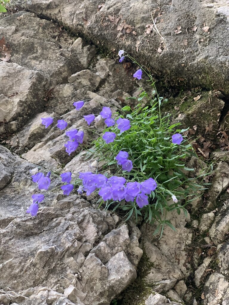 22.08.2021 Der steinigen Landschaft zum Trotz