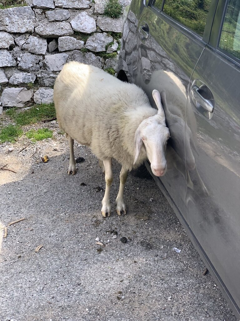 22.08.2021 ...oder auch mal am Auto