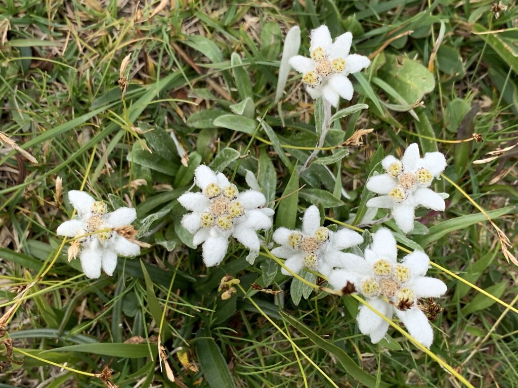 25.08.2021 Edelweiß im Überfluß