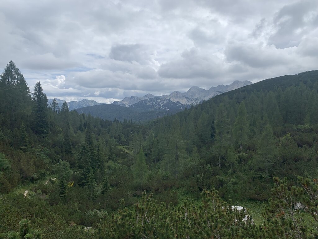 25.08.2021 Der Wald kehrt zurück...