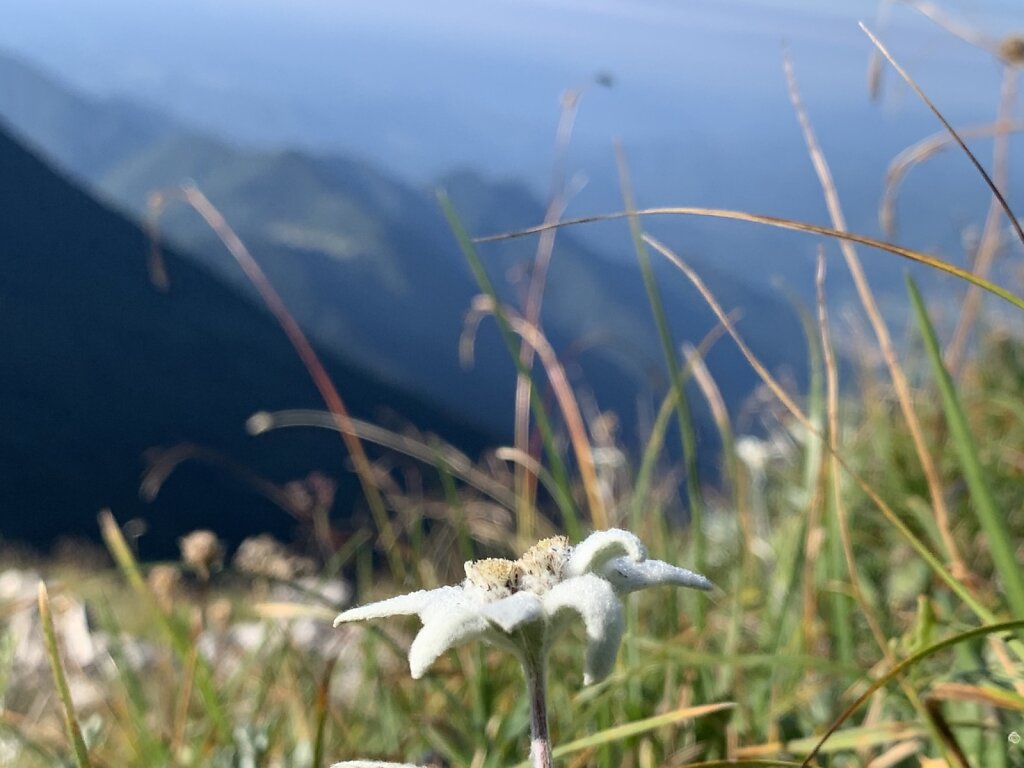 26.08.2021 Eine Schönheit