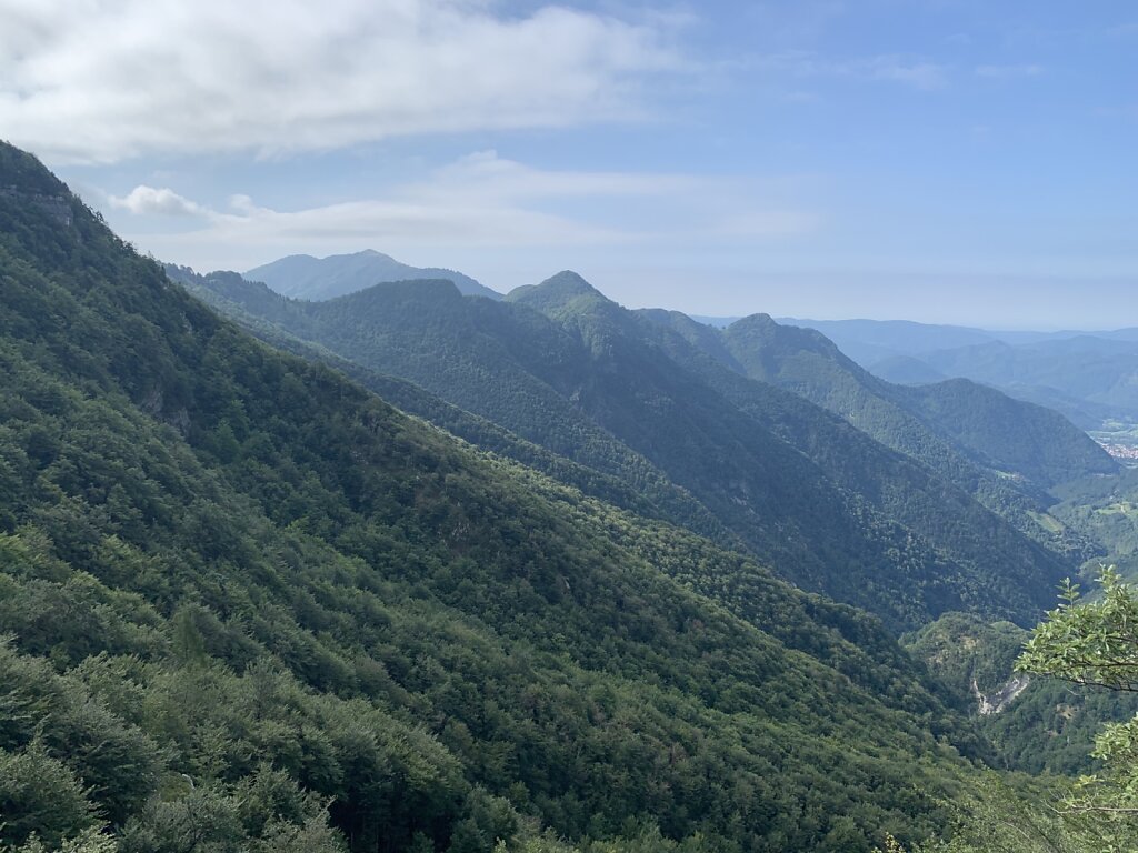 Wald soweit das Auge reicht