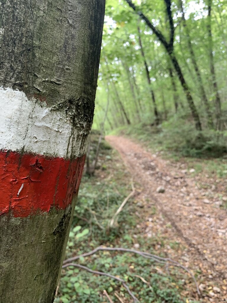 28.08.2021 Und wieder endlose Buchenwälder