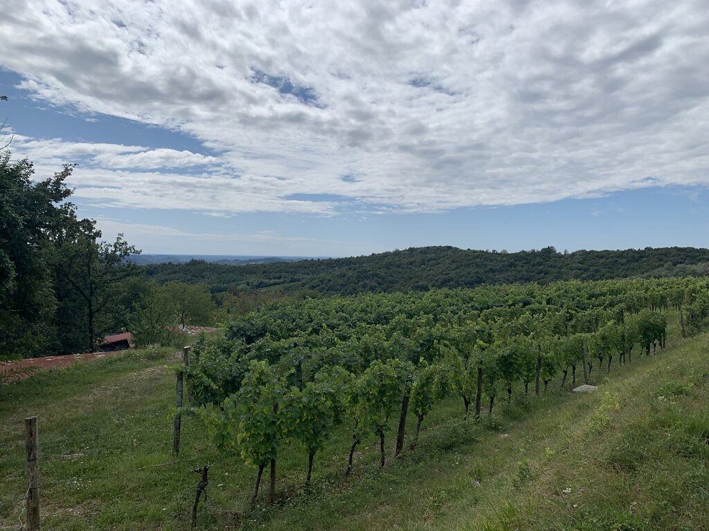 28.08.2021 Der erste Wein