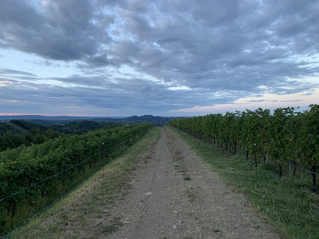 29.08.2021 Kilometerlang durch Weinberge