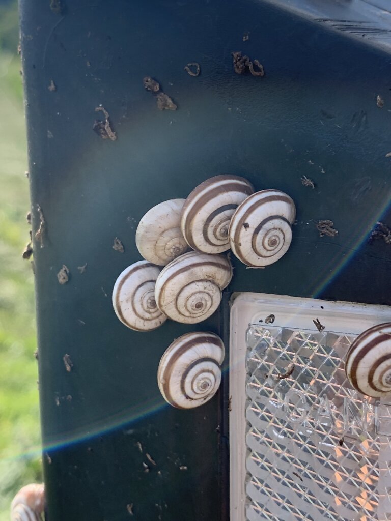 29.08.2021 Schneckenkuscheln